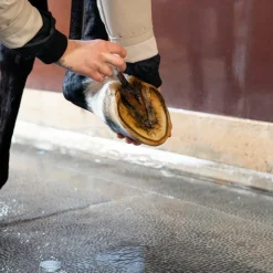 Clearance Alodis Care - Huile pour sabots Hoof Choc