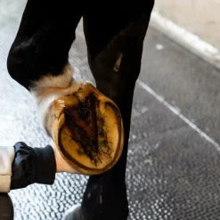 Clearance Alodis Care - Huile pour sabots Hoof Choc