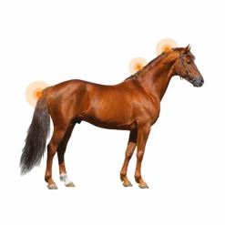 Animaderm - Lotion dermite estivale pour peau fine Derfen original Sale