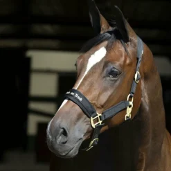 Back On Track - Licol Werano Noir New