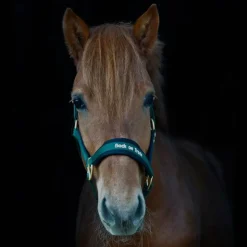 Back On Track - Licol werano Vert