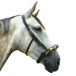 Canter - Caveçon Online