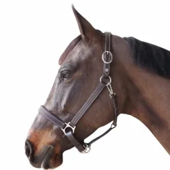 Canter - Licol cheval marron Best