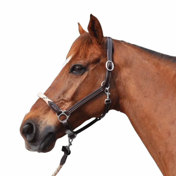 Canter - Licol en corde bouclerie argent / beige Marron Discount