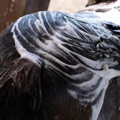 Cura Naturale - Shampoing pour chevaux anti-démangeaisons Clearance