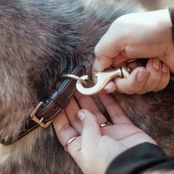 Dyon - Collier pour chien Fancy brun Marron New