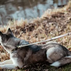 New Dyon - Laisse pour chien Ajustable Marron