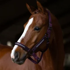 Equestrian Stockholm - Licol et longe Black Raven Hot