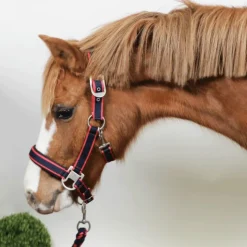 Equithème - Licol + longe Satiné /fuchsia Marine