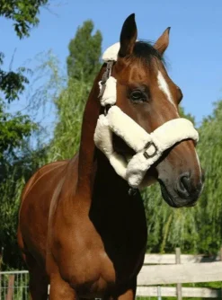 New Equithème - Licol de transport Teddy marron/ écru