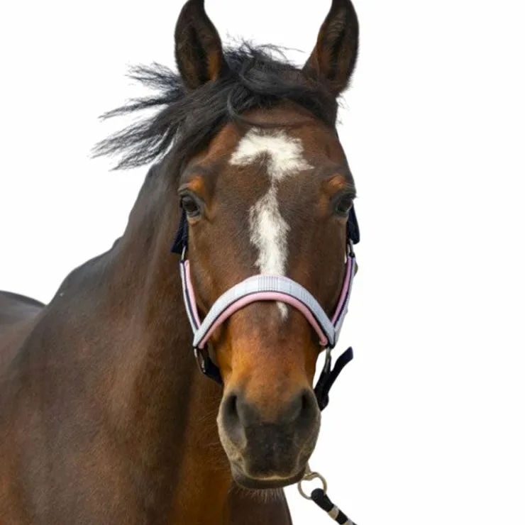 Equithème - Licol nylon Check / rose Marine New