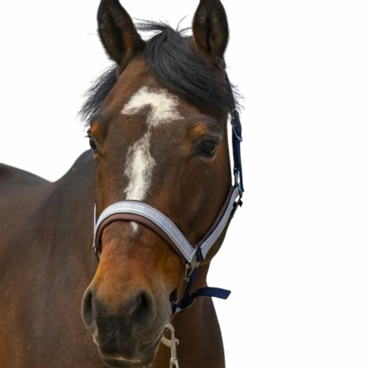 Discount Equithème - Licol nylon Check / marron Marine