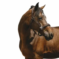 Equithème - Licol Nylon Jacquard Marron New