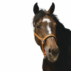 Equithème - Licol Nylon Jacquard Orange Discount