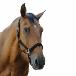 Hot Equithème - Licol Nylon Protector Noir