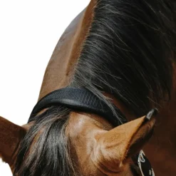 Hot Equithème - Licol Nylon Protector Noir