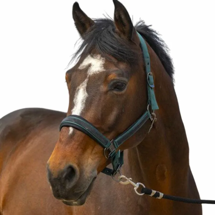 Equithème - Licol nylon Strass Vert