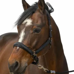 Outlet Equithème - Licol nylon Strass Noir