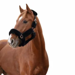 Equithème - Licol Teddy noir Online