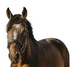 Best Eric Thomas - Bridon bat Noir