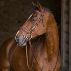 Eric Thomas - Bridon hybrid forme Havane Discount