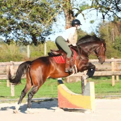 Eric Thomas - Muserolle bitless havane Hot