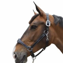 Flags & Cup - Licol cheval Cuir Paris /marine Noir New