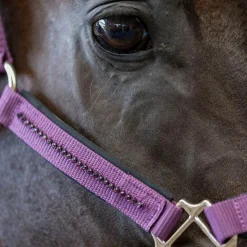 Hot Harcour - Ensemble licol et longe Amour figue Violet