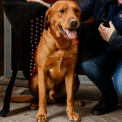 Horseware - Couverture pour chien thérapeutique lumière rouge LED Noir New