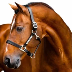 Horseware - Licol en cuir Signature Noir New