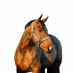 Hot Horseware - Licol et longe Amigo bramble Vert