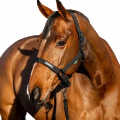 Horseware - Licol et longe Amigo Noir Discount