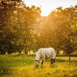 Horseware - Masque anti-mouches Newmarket witney charcoal Gris Outlet