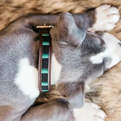 Online Kentucky Dogwear - Collier pour chiens perles faites main Noir