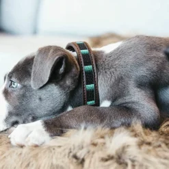 Online Kentucky Dogwear - Collier pour chiens perles faites main Noir