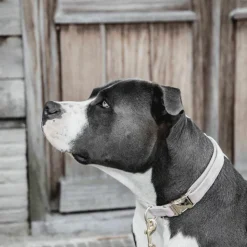 Kentucky Dogwear - Colliers pour chiens Velvet tendre Rose Clearance