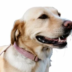 Best Kentucky Dogwear - Colliers pour chiens Velvet Rose