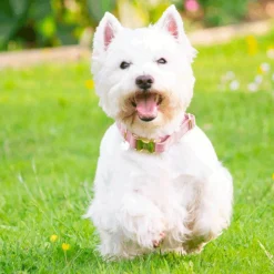 Best Kentucky Dogwear - Colliers pour chiens Velvet Rose