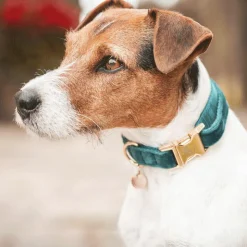 Kentucky Dogwear - Colliers pour chiens Velvet Emeraude Bleu New