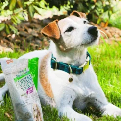 Kentucky Dogwear - Colliers pour chiens Velvet Emeraude Bleu New