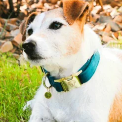 Kentucky Dogwear - Colliers pour chiens Velvet Emeraude Bleu New