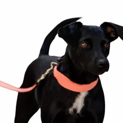 Kentucky Dogwear - Collier pour chien Jacquard terre cuite Orange Hot