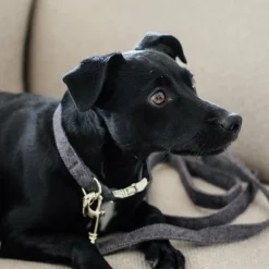 Discount Kentucky Dogwear - Collier pour chiens Wool Gris