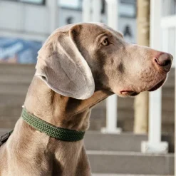 Kentucky Dogwear - Colliers pour chiens olive Vert Clearance