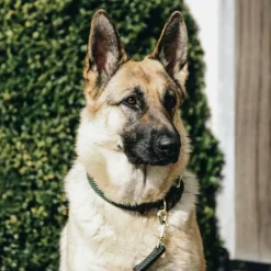 Kentucky Dogwear - Colliers pour chiens olive Vert Clearance