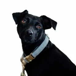 Best Kentucky Dogwear - Collier pour chiens Wool clair Bleu