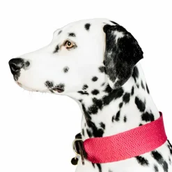 Hot Kentucky Dogwear - Collier pour chien Jacquard Rose