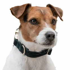 Kentucky Dogwear - Colliers pour chiens Corduroy Vert Hot