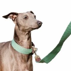 Discount Kentucky Dogwear - Collier pour chien Jacquard olive Vert