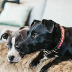 Kentucky Dogwear - Collier pour chiens perles faites main Rose Sale